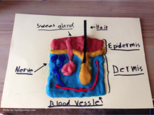 طبقات الجلد