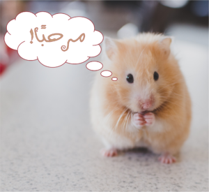 هامستر كيوت